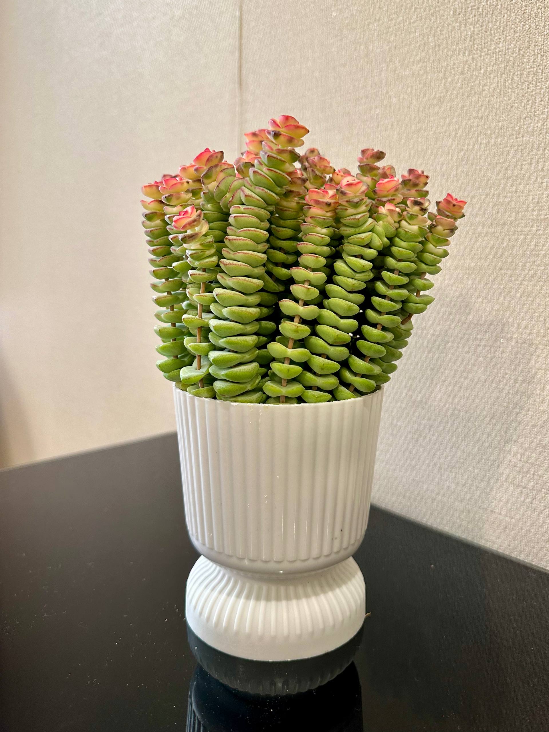 钱串景天 String of Buttons.jpg