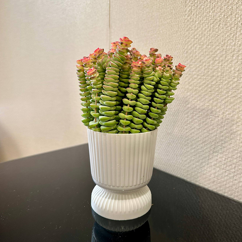 Thong Landscape - String of Buttons