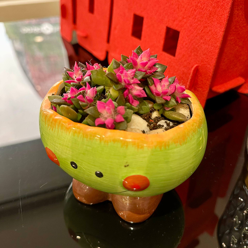 Thong Landscape - Succulent Plant